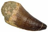Fossil Prognathodontid Mosasaur Tooth - Morocco #345131-1